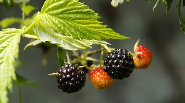 Ukrainian berry. Berry time. Ripening blackberries. Background with berries for phones and tablets.