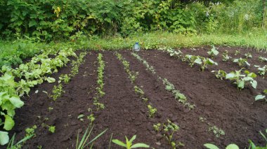Horticulture and horticulture in Ukraine. Cultivated Ukrainian land. Growing natural food on Ukrainian fields. The village of Verbiv in the Berezhany region.