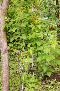Ukrayna 'da bahçıvanlık ve bahçıvanlık. Ukrayna bahçelerinde doğal gıdalar yetiştiriyor. Berezhany bölgesindeki Verbiv köyü. Ukrayna çileği. Çilek zamanı. Olgunlaşmış böğürtlen. Telefon ve tabletler için böğürtlenli arka plan. 