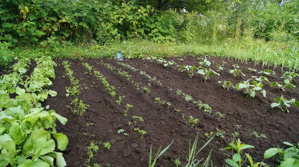 Horticulture Horticulture Ukraine Cultivated Ukrainian Land Growing Natural Food Ukrainian — Zdjęcie stockowe