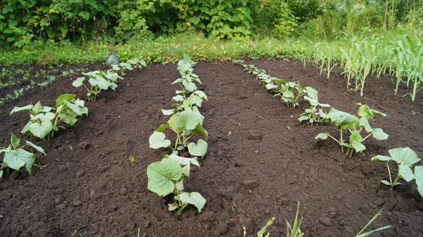 Horticulture Horticulture Ukraine Cultivated Ukrainian Land Growing Natural Food Ukrainian — Fotografia de Stock