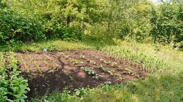 Horticulture Horticulture Ukraine Cultivated Ukrainian Land Growing Natural Food Ukrainian — Stockfoto