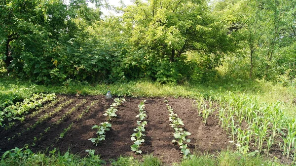 Horticulture Horticulture Ukraine Cultivated Ukrainian Land Growing Natural Food Ukrainian — Stockfoto