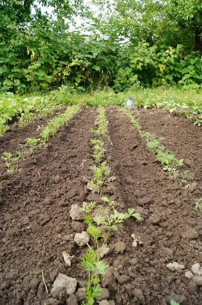 Horticulture Horticulture Ukraine Cultivated Ukrainian Land Growing Natural Food Ukrainian —  Fotos de Stock