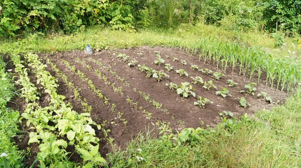 Horticulture Horticulture Ukraine Cultivated Ukrainian Land Growing Natural Food Ukrainian — Zdjęcie stockowe