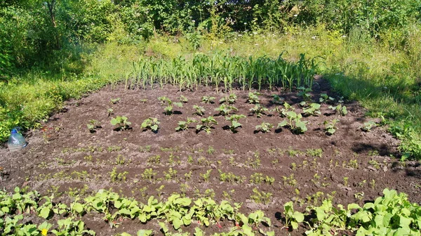 Horticulture Horticulture Ukraine Cultivated Ukrainian Land Growing Natural Food Ukrainian — Zdjęcie stockowe