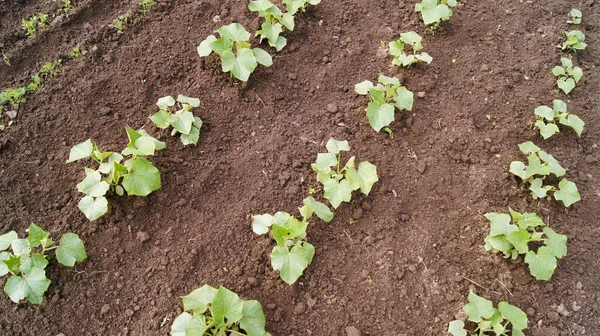 Horticulture Horticulture Ukraine Cultivated Ukrainian Land Growing Natural Food Ukrainian — Zdjęcie stockowe