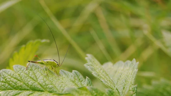 Wildlife Ukraine Insects Beetles Kingdom Plants Symbiosis Insects Plants Background — Φωτογραφία Αρχείου