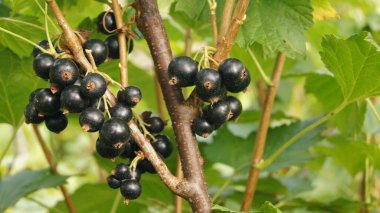 Harvest of black stench berries. Ripe berries for the background on the phone and tablet. Berries of Ukraine - as a natural food. 