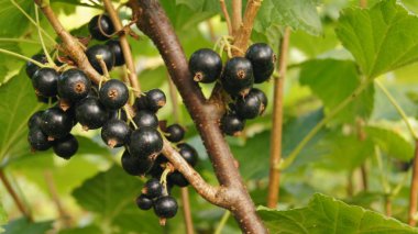 Harvest of black stench berries. Ripe berries for the background on the phone and tablet. Berries of Ukraine - as a natural food. 