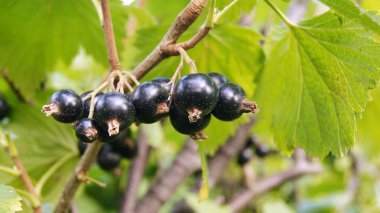 Harvest of black stench berries. Ripe berries for the background on the phone and tablet. Berries of Ukraine - as a natural food. 