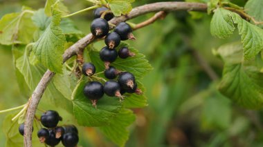 Harvest of black stench berries. Ripe berries for the background on the phone and tablet. Berries of Ukraine - as a natural food. 