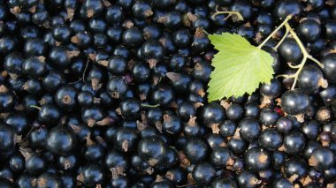 Harvest of black stench berries. Ripe berries for the background on the phone and tablet. Berries of Ukraine - as a natural food. 