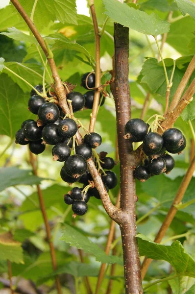 Harvest Black Stench Berries Ripe Berries Background Phone Tablet Berries — Photo