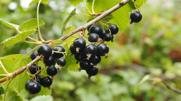 Harvest Black Stench Berries Ripe Berries Background Phone Tablet Berries —  Fotos de Stock