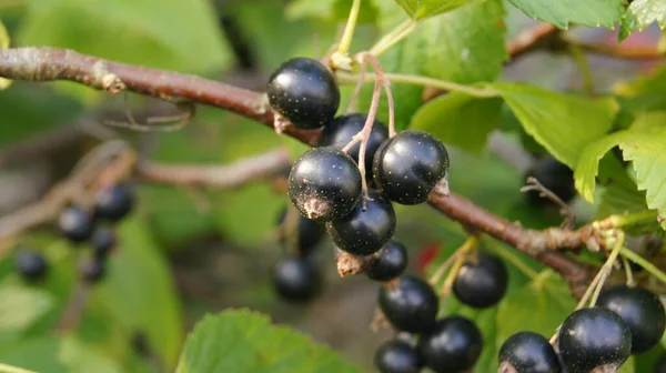 Harvest Black Stench Berries Ripe Berries Background Phone Tablet Berries — Fotografia de Stock