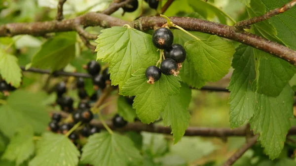 Harvest Black Stench Berries Ripe Berries Background Phone Tablet Berries — Fotografia de Stock