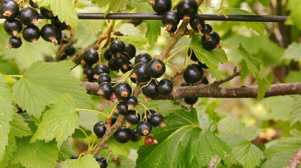 Harvest of black stench berries. Ripe berries for the background on the phone and tablet. Berries of Ukraine - as a natural food. 