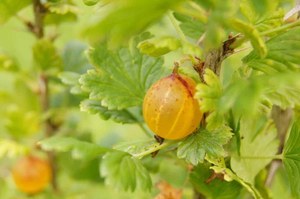 Ripe Gooseberry Berries Natural Food Ukrainian Fields Background Gooseberry Berries — Fotografia de Stock