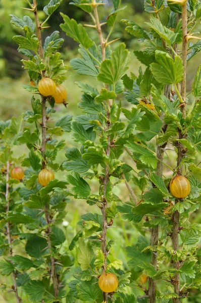 Ripe Gooseberry Berries Natural Food Ukrainian Fields Background Gooseberry Berries — 스톡 사진