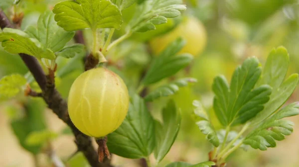 Ripe Gooseberry Berries Natural Food Ukrainian Fields Background Gooseberry Berries — Fotografia de Stock