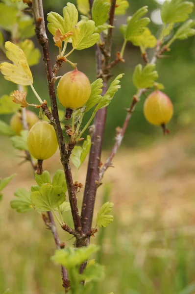 Ripe Gooseberry Berries Natural Food Ukrainian Fields Background Gooseberry Berries — Fotografia de Stock