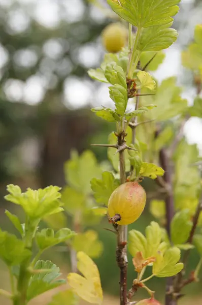 Ripe Gooseberry Berries Natural Food Ukrainian Fields Background Gooseberry Berries — Stock Fotó