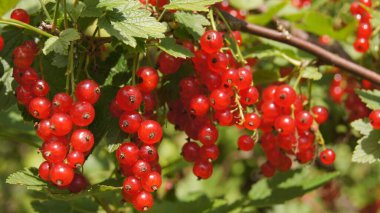 Berry Ukraine. Ripe berries of red stench. White stench. Natural food of Ukraine. Ukrainian products.   
