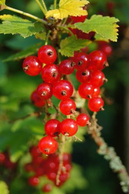 Berry Ukraine. Ripe berries of red stench. White stench. Natural food of Ukraine. Ukrainian products.   