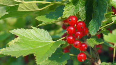 Berry Ukraine. Ripe berries of red stench. White stench. Natural food of Ukraine. Ukrainian products.   