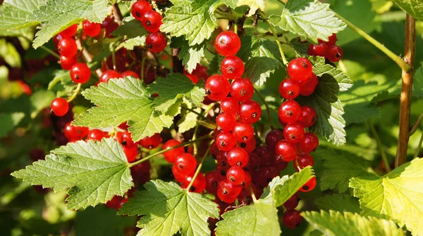 Berry Ukraine Ripe Berries Red Stench White Stench Natural Food —  Fotos de Stock