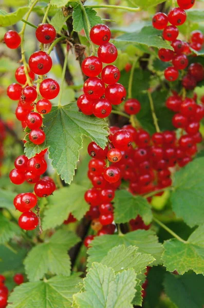 Berry Ukraine Ripe Berries Red Stench White Stench Natural Food — Zdjęcie stockowe