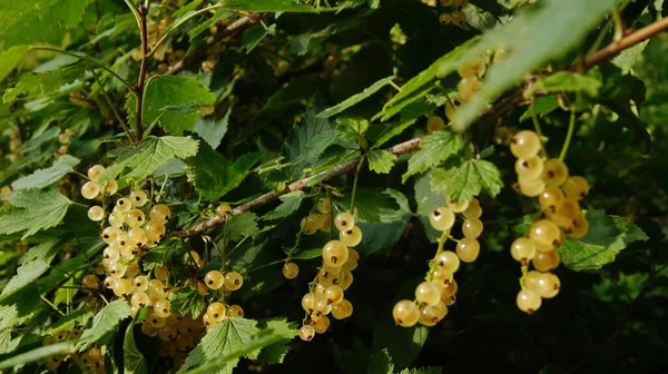 Berry Ukraine Ripe Berries Red Stench White Stench Natural Food — Stock fotografie