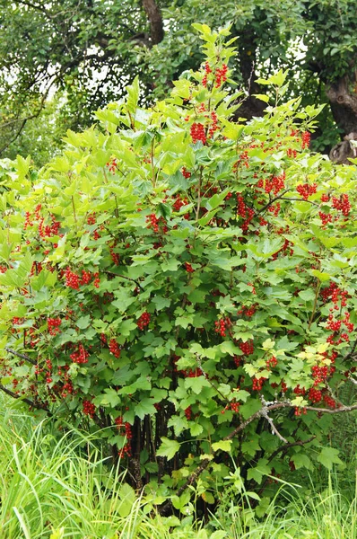 Berry Ukraine Ripe Berries Red Stench White Stench Natural Food — Fotografia de Stock