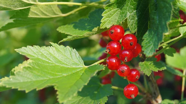 Berry Ukraine Ripe Berries Red Stench White Stench Natural Food Royalty Free Stock Images