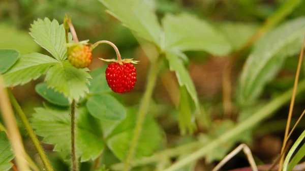 Ukrainian Berry Red Strawberries Vegetables Fruits Ukraine Ripe Strawberries Harvesting — Stock fotografie