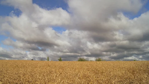 Ukrainian Dobroprom Ripening Rapeseed Ukrainian Fields Sunny Summer Day Outskirts — Stok Foto