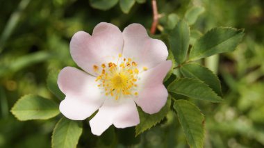 Colored flowers of wild roses. Prickly flowers. Background with spike flowers for phones and tablets. Wildflowers of Ukraine. 