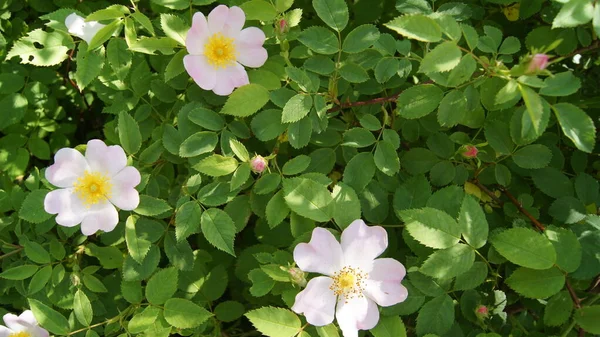 Colored Flowers Wild Roses Prickly Flowers Background Spike Flowers Phones — Fotografia de Stock