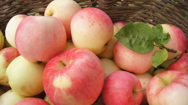 Harvest apple orchards. Ripe apples. Background with apple fruits for phones and tablets. Apple orchards of Ukraine. 
