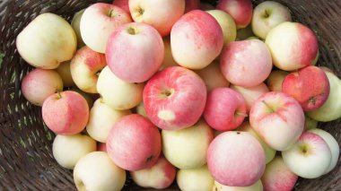Harvest apple orchards. Ripe apples. Background with apple fruits for phones and tablets. Apple orchards of Ukraine. 