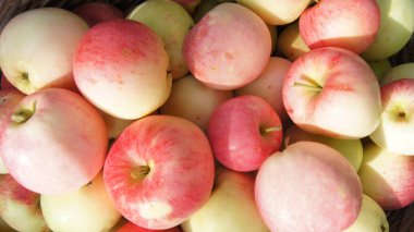 Harvest apple orchards. Ripe apples. Background with apple fruits for phones and tablets. Apple orchards of Ukraine. 