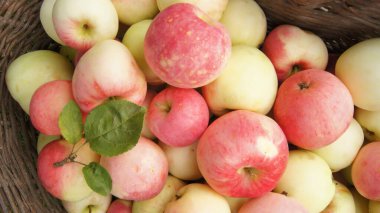 Harvest apple orchards. Ripe apples. Background with apple fruits for phones and tablets. Apple orchards of Ukraine. 