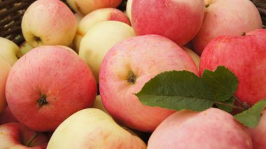 Harvest apple orchards. Ripe apples. Background with apple fruits for phones and tablets. Apple orchards of Ukraine. 