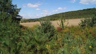 Evergreen pines. Ukrainian forest. Background with coniferous trees for phones and tablets. Fruits of coniferous trees. Sunny autumn day.