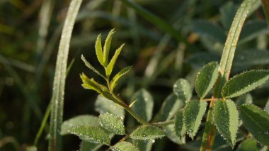 Dewdrops on green leaves on a bright dream morning. Background with green leaves for phones and tablets. Morning dew in the sunshine. 
