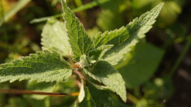Dewdrops on green leaves on a bright dream morning. Background with green leaves for phones and tablets. Morning dew in the sunshine. 