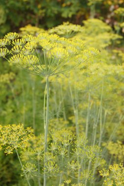 Ukrainian Ukropchik.  Background with green leaves for phones and tablets. A small Ukrainian town in the sunshine. 