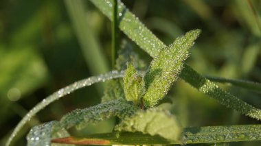 Dewdrops on green leaves on a bright dream morning. Background with green leaves for phones and tablets. Morning dew in the sunshine. 