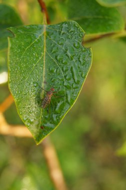 Dewdrops on green leaves on a bright dream morning. Background with green leaves for phones and tablets. Morning dew in the sunshine. 